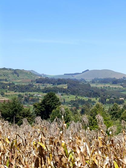 Matured maize on areas around Mt Kenya.