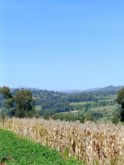 Matured maize on areas around Mt Kenya.