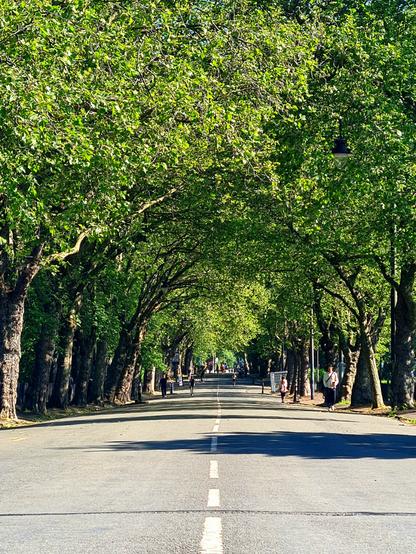 A former road through a Glasgow park, lined with trees.