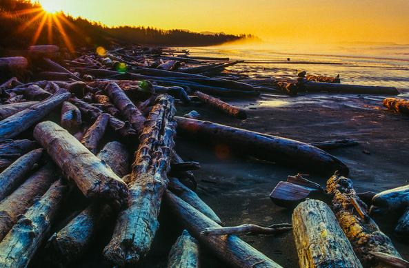 The sun rises over a forested hill overlooking a wide beach littered with driftwood logs in Pacific Rim National Park under a vivid yellow orange sky.