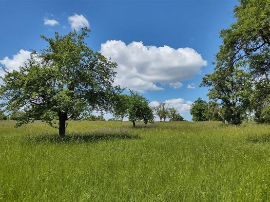 Das zweite Bild zeigt ebenfalls eine offene Wiesenlandschaft mit hohem, grünem Gras. Vereinzelt stehen alte, knorrige Bäume mit dichtem Laub und werfen Schatten auf den Boden. Einige Bäume in der Ferne wirken abgestorben oder blattlos. Auch hier ist der Himmel intensiv blau mit großen, weißen Wolken, die wie Wattebäusche wirken.