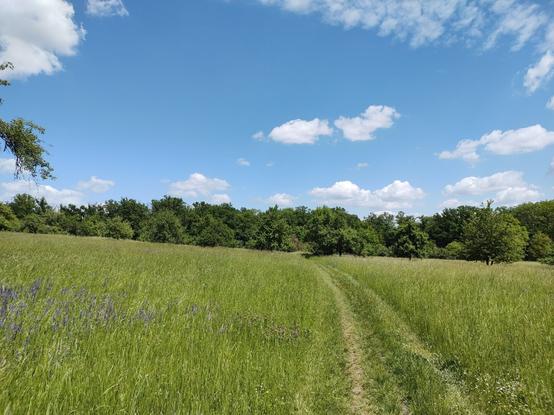 Eine weite, grüne Wiese erstreckt sich bis zum Horizont, wo ein dichter, grüner Wald beginnt. Ein schmaler, leicht gewundener Trampelpfad führt durch das hohe Gras in Richtung Wald. Am linken Rand blühen einige violette Blumen. Der Himmel ist klar und hellblau, durchzogen von vereinzelten weißen, flauschigen Wolken. Das Licht ist hell und vermittelt eine sommerliche, friedliche Atmosphäre.