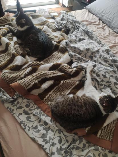 #Anarchodiva #Rallou & #Fitsos #CatsOfMasodon #Caturday
The image shows two cats resting on a bed. The bed is covered with a striped blanket featuring brown, white, and beige colors, and a floral-patterned sheet. The cat on the left is lying on its side, facing away from the camera, with a gray and white coat. The cat on the right is lying on its back, with a similar gray and white coat, and its paws stretched out. The bed has a light pink sheet and a gray pillow. Sunlight is coming through a window in the background, illuminating the scene. The cats appear relaxed and comfortable, enjoying the warmth of the bed.

Provided by @altbot, generated privately and locally using Ovis2-8B

🌱 Energy used: 0.201 Wh