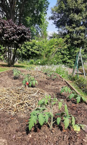Des pieds de tomates dans un carré potager