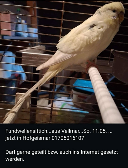 Fundwellensittich aus Vellmar So 11.05. jetzt in Hofgeismar 01705016107