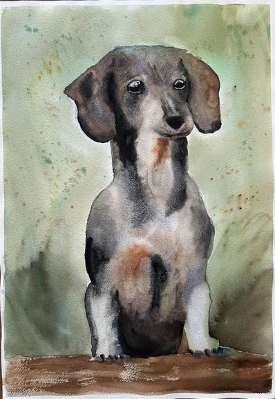Watercolor picture of a grey short-haired Dachshund painted wet-into-wet.