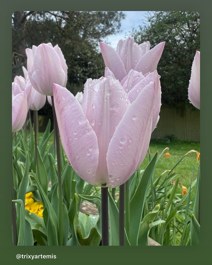 A close-up of a pale pink tulip with delicate beads of water on its petals, surrounded by other tulips and green leaves. In the background, grass, a single yellow flower, and a soft blue sky with wispy clouds complete the serene spring scene 🌷