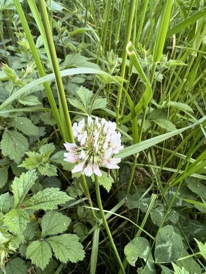 Eine einzelne kleine weiße Kleeblüte in mitten von Gras und Wildkräutern