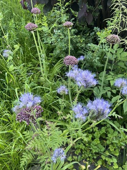 Eine Gruppe fliederfarbener Phacelia (Büschelschön) sowie Zierlauch, der aus dem Büschebeet in die Wiese ragt. Viel Grpn drumherum
