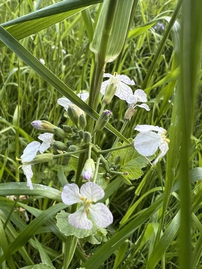 Gartenrettiich, kleine weiße Kohlblüten und Knospen umgeben von Weisegras