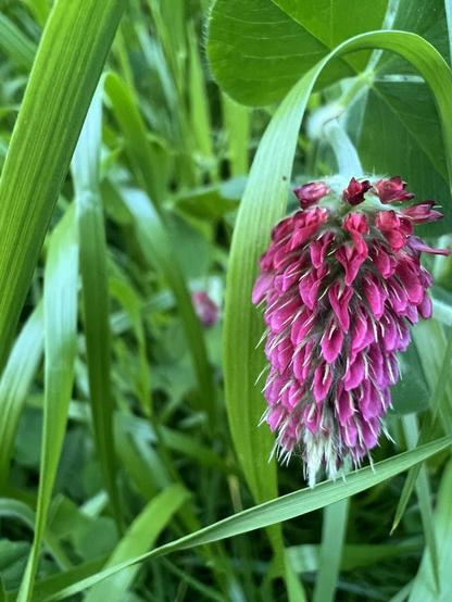 Eine große pinkfarbene Blüte des Inkarnat-Klees, die leicht nach vorne hängt, dahinter hohe Gräser