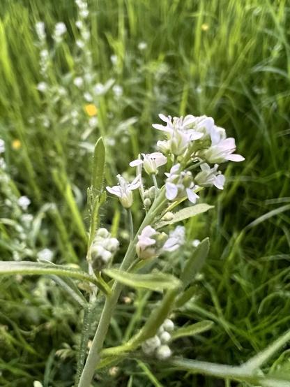 Kleine weiße Blüten von ausgewachsener Gartenkresse im Folus, dahinter unscharf ein kleiner Wiesenteil mit noch mehr Kresse und gelben Blüten des Kriechenden Hahnenfuß