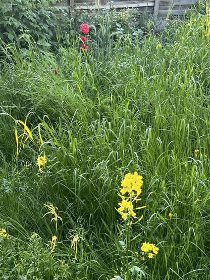 Die letzten gelben Senfblüten im hinteren Teil der Wildwiese vor mehr als kniehohen Weidegräsern. Im Hintergrund rote Punkte, die beim Ranzoomen sich als Rosenblüten entpuppen, die im Beet am Zaun stehen.