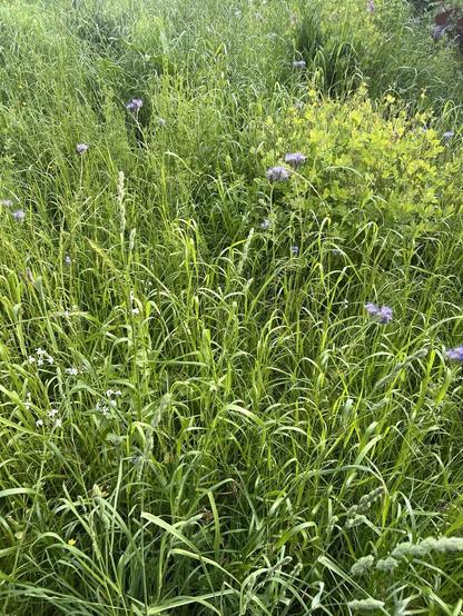 Blick auf die Wildwiese mit ein paar fliederfarbenen Blüten des Büschelschön und ganz viel blühenden Gräsern. Das Schöllkraut rechts oben im Bild hat die erste Blüte hinter sich, nur noch ein paar gelbe Blüten sind erkennbar