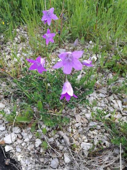 Lila Glockenblumen (fünf Blüten) wachsen auf einem mit hellen Steinen bedeckten Boden mit Gras im Hintergrund.