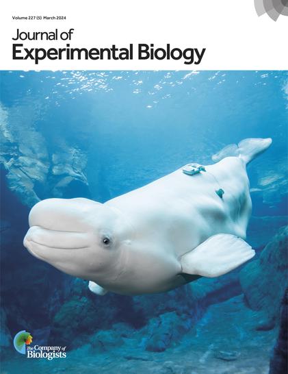Beluga whale on cover of Journal of Experimental Biology Volume 227 (5) March 2024