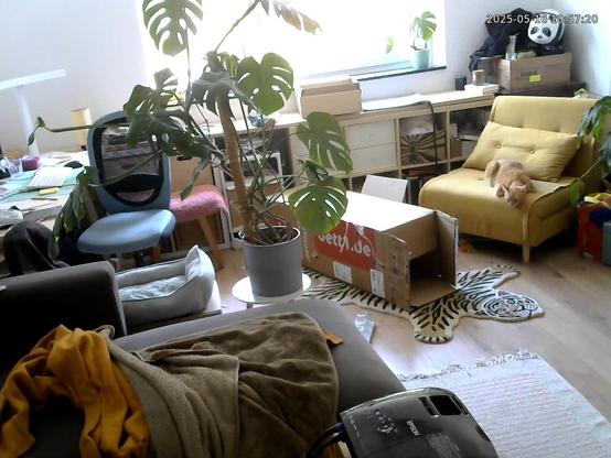 Überwachungskamerabild des Wohnzimmers.
Gucci, der orangene Kater, liegt auf einem gelben Sessel am Bildrand und lässt den Kopf von Sesselrand hängen.