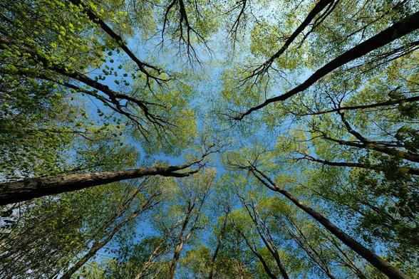 Upwards looking view of the hardwood forest in late spring as the leaves start to fill out the canopy, and the canopy shyness (where trees tend to avoid touching each other) becomes apparent. The leaves are still a tender green and the sky is a pale blue with a hint of cloud.