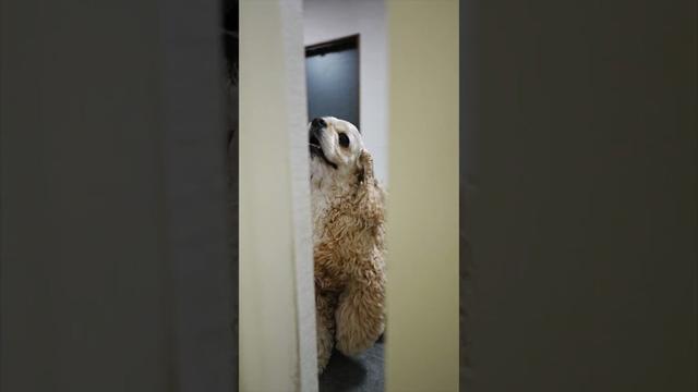 チラチラ覗いてくる（コッカースパニエル）