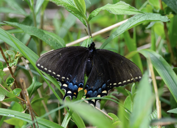 A female Eastern Black Swallowtail butterfly sitting on low spring green grass, her black wings have rows of pale yellow spots and patches of iridescent blue on the hind wings.