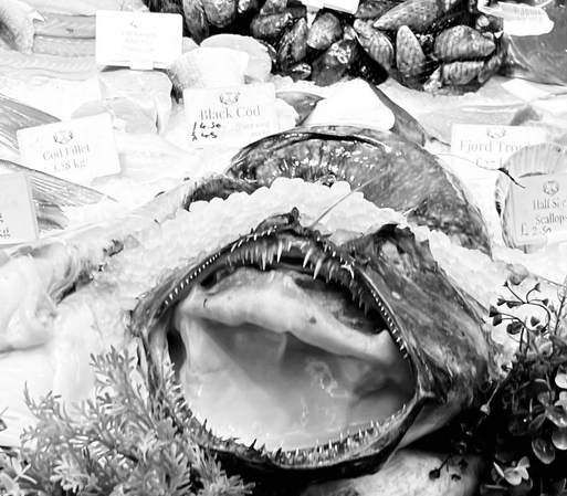 Monkfish with mouth open covered in ice