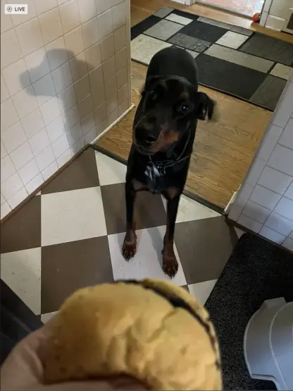 A doberman looking up at a burger
