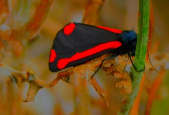 A Cinnabar Moth (black body, with red streaks and red spots) clinging to a green stalk alongside Bawsey Drain, North Lynn.