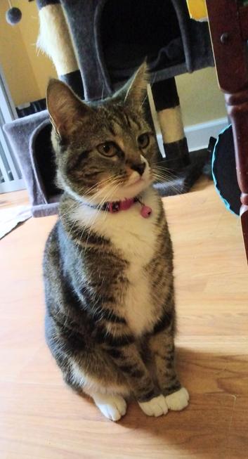 Pax, our tabby cat with white markings, is seated on a wood floor.  Her amber-colored eyes are looking ahead.   She looks like she is anticipating some fun.  A dark grey cat tower is behind her.
