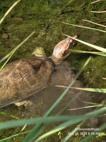 Extra-super-duper, gigantic, enormous Florida Softshell Turtle wading in shallow waters around the edge of the pond, clearly THEIR territory!