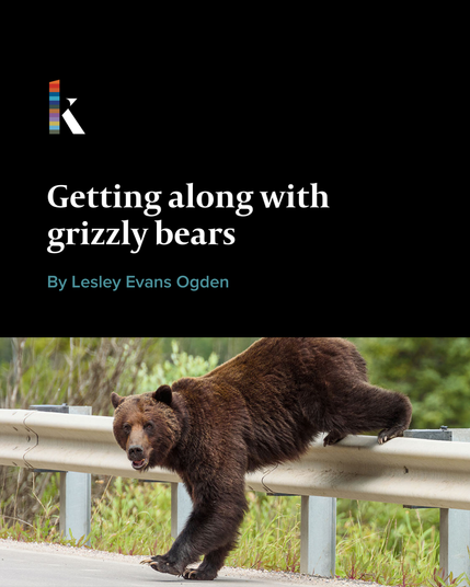 A young grizzly bear climbs over a highway guardrail.
