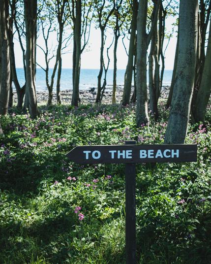 A photo of a fingerpost saying To The Beach set in grass with red campion and trees and the sea in the background.