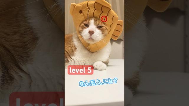 怒りマークが出るのは鯛焼きのせい？ #ねこ動画 #猫のいる暮らし #shorts