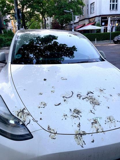 A white Tesla car covered with bird poop. Nature always find its way