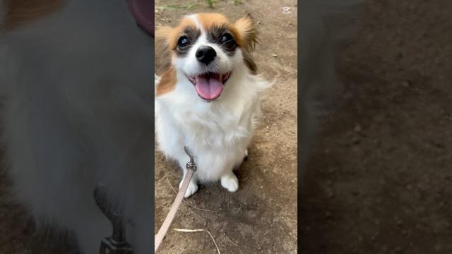 【替え歌】わんちゃんのマーチ#papillon#可愛いパピヨン#ハナ#犬との暮らし