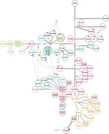 Parsimony chloroplast haplotype network for Agrostis (A) species and relatives (Cal = Calamagrostis, Ch = Chaetotropis, La = Lachnagrostis, P = Podagrostis, Poly = Polypogon, Tripl = Triplachne) inferred from rpl32-trnL sequence data. Each link between haplotypes represents one mutational difference. The geographic distribution of haplotypes is as follows: red = North America, orange = South America, light green = Africa, dark green = Asia, blue = Europe, purple = Australia, and pink = East Asia.
