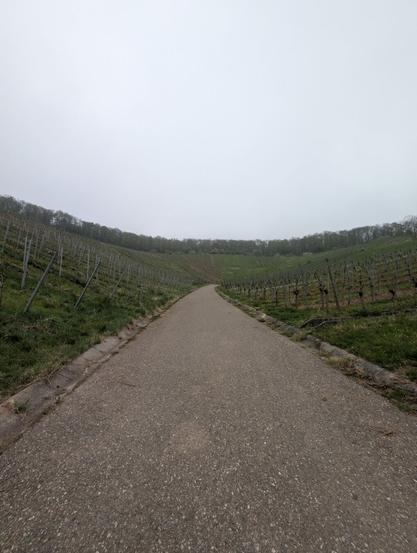 An uphill-facing farm road in between vineyards