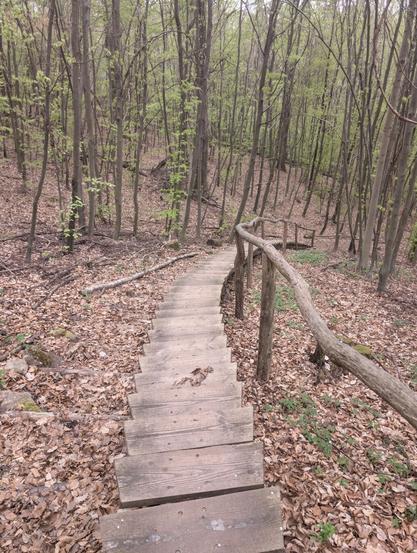 A wooden staircase leading deeper down into the forest