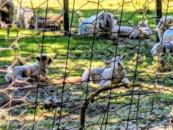 Two lambs are resting on the grass behind a wire fence with other sheep in the background.