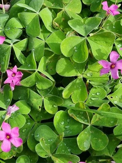 @adrianobono L'immagine mostra un'area ricoperta da foglie di trifoglio verde brillante, con alcune foglie che presentano piccole macchie e segni di usura. Tra le foglie, si possono notare alcune fiori viola a cinque petali, con un centro giallo, che spiccano per il loro colore vivace. Le foglie sono coperte da gocce d'acqua, suggerendo che l'immagine è stata scattata dopo una pioggia o in una giornata umida. La luce solare illumina le foglie, creando un effetto di riflessi e ombre che aggiunge profondità all'immagine.

Fornito da @altbot, generato localmente e privatamente utilizzando Ovis2-8B

🌱 Energia utilizzata: 0.186 Wh