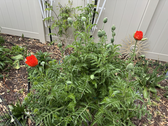Two open blooms on an Asian poppy.