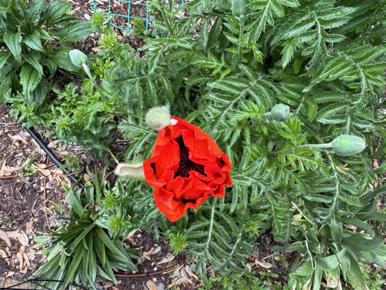 Close-up of one of the flowers from above.