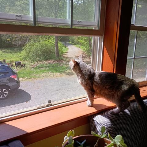 My cat standing on the window sill sniffing the breeze on a warm May morning. I don't know what she smells, but I can hear the birds.