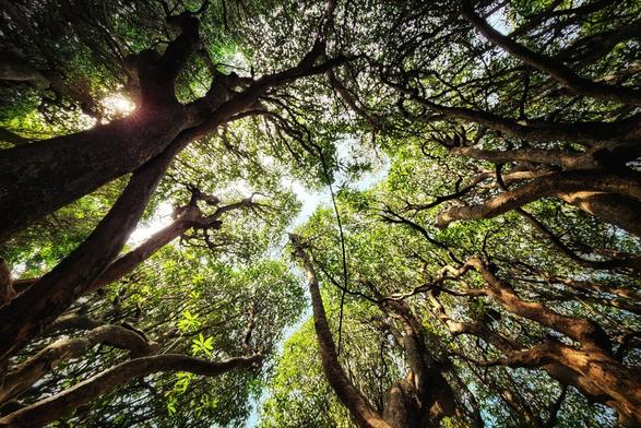A low-angle photograph looking directly up into a dense forest canopy. Sunlight filters through the green leaves and dark branches against a bright sky.