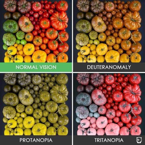 Four images of tomatoes showing how different types of color blindness affect vision: normal, deuteranomaly, protanopia, and tritanopia. Each image displays varied tomato colors and sizes.