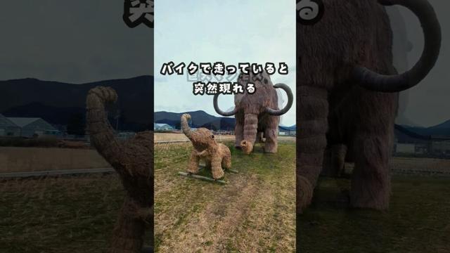 マンモスの生き残りが愛媛に！？