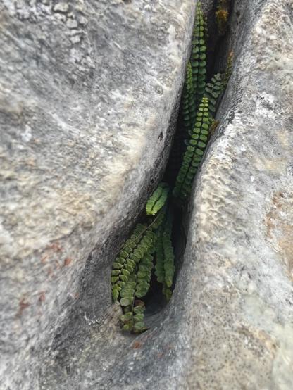 Several tiny ferns fronds emerge from a crack in a limestone rock.