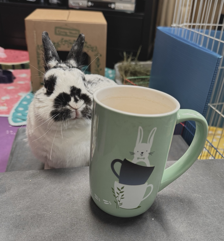 Bunny stands behind a mug decorated with a bunny peeking out of a teacup