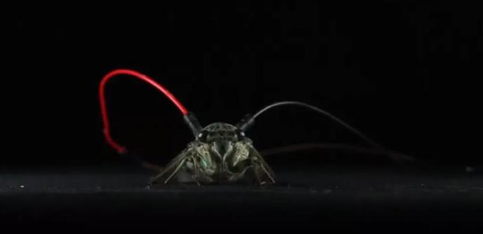 Cicada