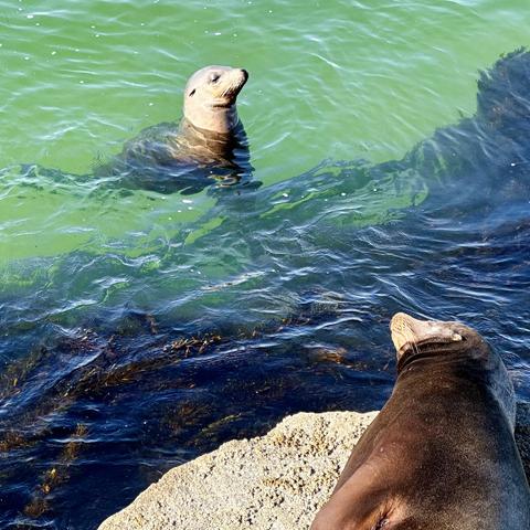 A sea lion in the water looking at a sea lion lying on a rock