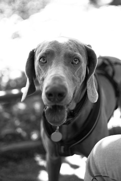A picture of a panting Weimaraner dog